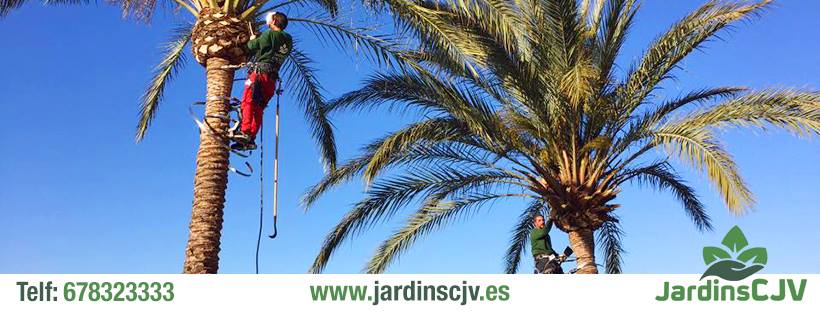 Tratamientos de palmeras y pinos Mallorca